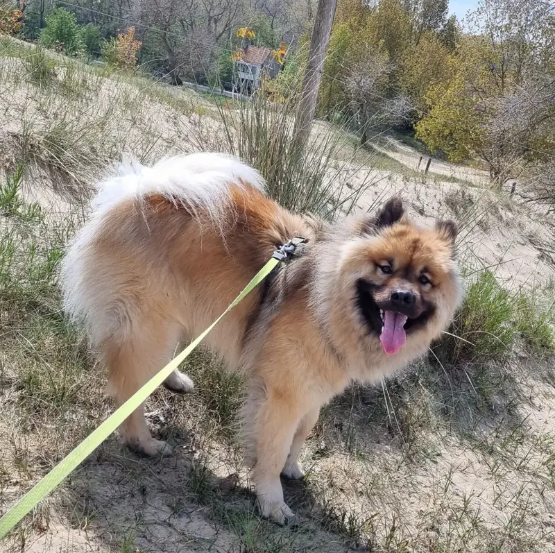 Hond in de duinen