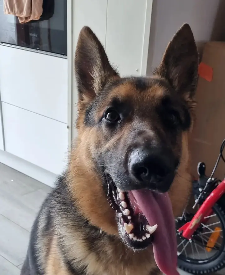 Duitse Herder thuis