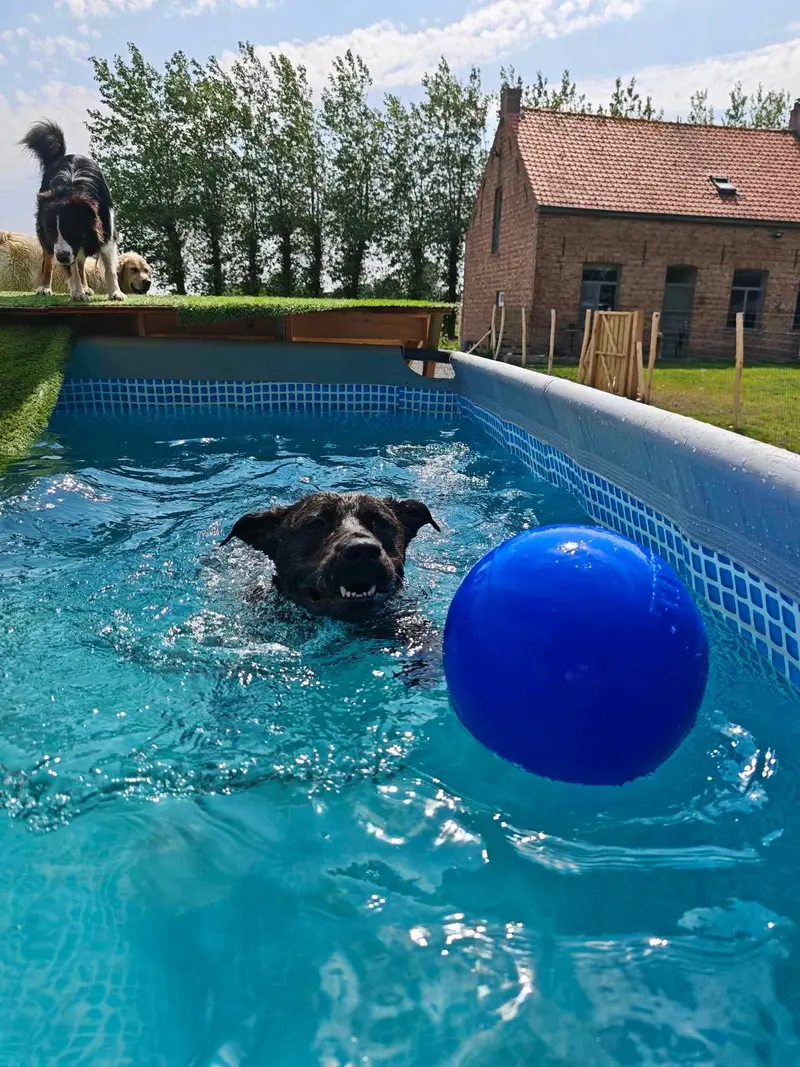 Hond in het zwembad